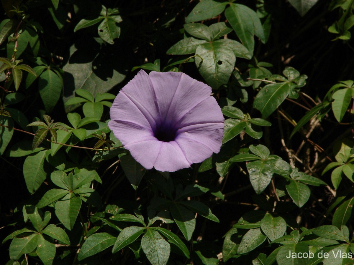 Ipomoea cairica (L.) Sweet